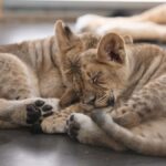 Phoenix Zoo Admission Ticket - Themed Trails and Highlights