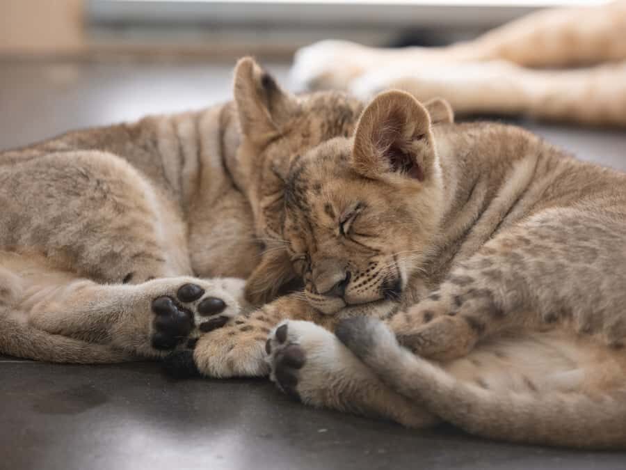 Phoenix Zoo Admission Ticket - Themed Trails and Highlights