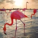 Pinktastic Lagoon Adventure Las Coloradas & Rio Lagartos from Cancun - Who Should Consider This Tour?