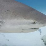 Playa del Carmen: Bull Shark Encounter - Pricing and Value