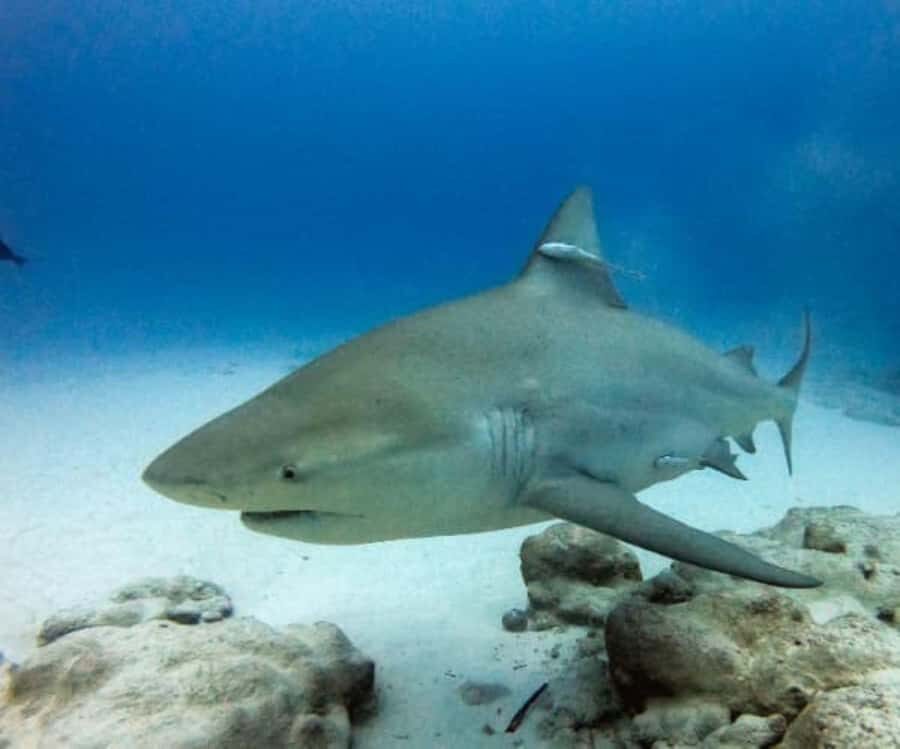 Playa del Carmen: Bull Sharks Encounter & Reef - 2 Dives - Who Should Consider This Tour?