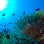 Playa del Carmen: Dive into our Local Reefs Today! - Introduction: Why This Tour is Worth Considering