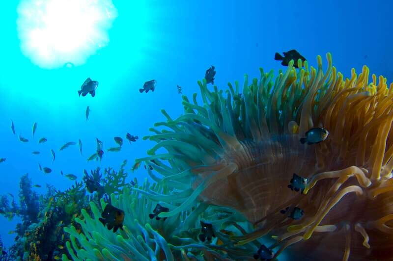 Playa del Carmen: Dive into our Local Reefs Today! - Introduction: Why This Tour is Worth Considering