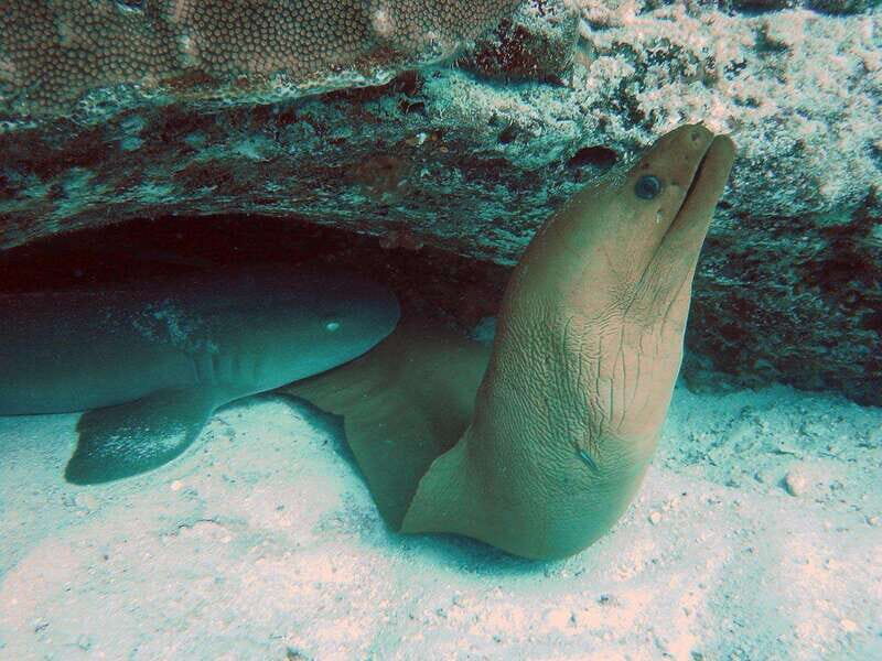 Playa del Carmen: Extreme Cozumel Diving by Speed Boat - The Logistics: What You Need to Know