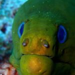 Playa del Carmen: Insane Bull Shark Dive Adventure nov-feb - The Itinerary and What You Can Expect