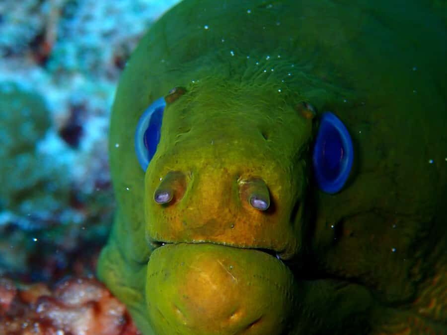 Playa del Carmen: Insane Bull Shark Dive Adventure nov-feb - The Itinerary and What You Can Expect