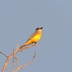 Playa del Carmen: Private Morning Birdwatching Tour - What Makes This Tour Stand Out?