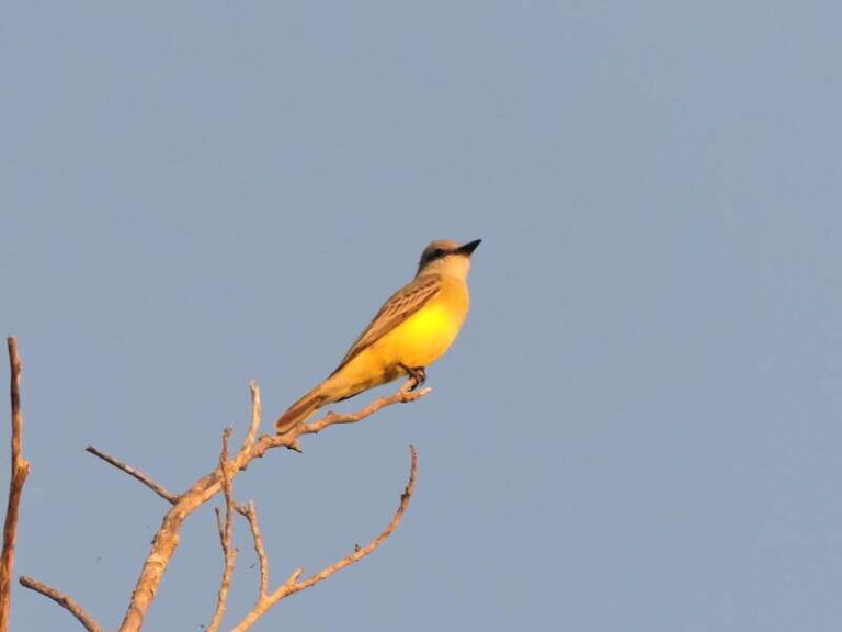 Playa del Carmen: Private Morning Birdwatching Tour - What Makes This Tour Stand Out?
