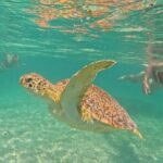 Playa del Carmen Tour Akumal Swimming With Turtles And Lagoon Yal Ku - What Travelers Say (Based on Reviews)