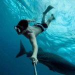 Playa del Carmen:Whale shark Experience in the Caribbean Sea - What to Expect and What Not to Expect