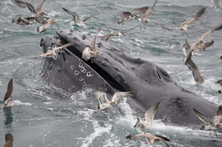 Plymouth: Whale Watching Cruise - The Bottom Line: Is It Worth It?