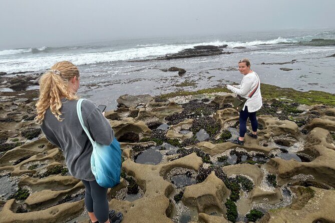 Point Loma Tide Pool Tour - What Travelers are Saying (Based on available reviews)