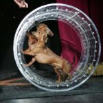 Popovich Comedy Pet Theater in Las Vegas - Who Should Consider This Show?