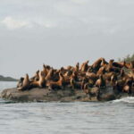 Port Hardy: Sea Otter and Whale Watching - Who Should Consider This Tour?