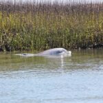 Port Royal Sound: Private Boat Charter with Dolphin Watching - Practical Details and Value