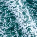 Port Townsend Wildlife Watching Cruise - What to Expect During the Tour