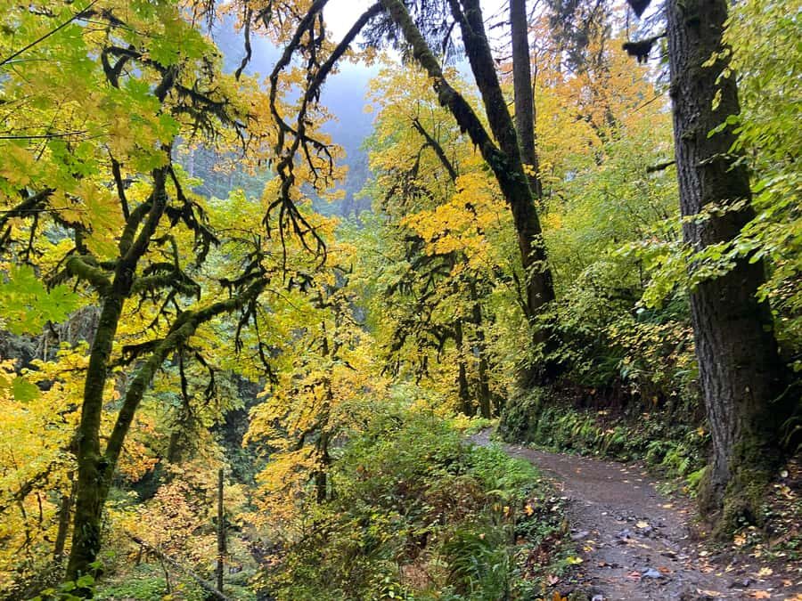 Portland Oregon: Silver Falls State Park Waterfall Hike - The Experience Logistics