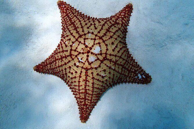 Power Snorkel by Sea Scooter & Flavored Tequila tasting - Diving into the Details: The Itinerary