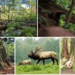 Prairie Creek State Park: Redwood Forest Hiking Tour - Who Should Consider This Tour?