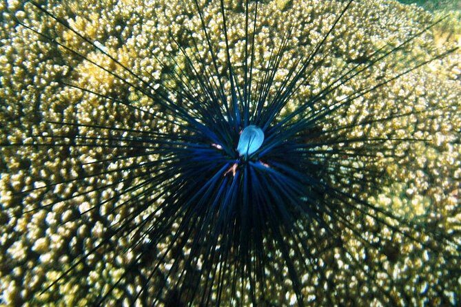 Premium Family Snorkeling Experience - Insights From Reviews: What Travelers Say