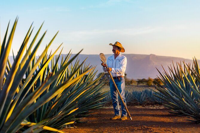 Premium Plus Sunset - What Makes This Tour Stand Out?