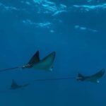 Premium Private Maui Snorkel Adventure with Turtles + Picnic - The Details of the Itinerary