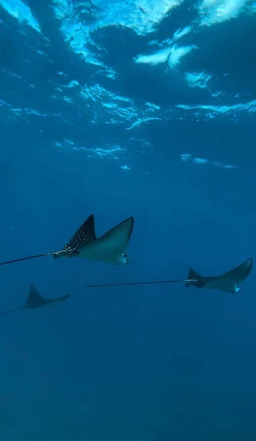 Premium Private Maui Snorkel Adventure with Turtles + Picnic - The Details of the Itinerary