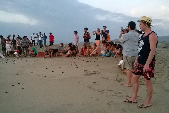 Preserving Baby Sea Turtles And Filling You With Energy In Bioluminescent Lights - Who Will Love This Tour?