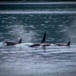 Prince William Sound 26 Glacier Cruise, Self-Drive - Analyzing the Value