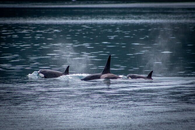 Prince William Sound 26 Glacier Cruise, Self-Drive - Analyzing the Value