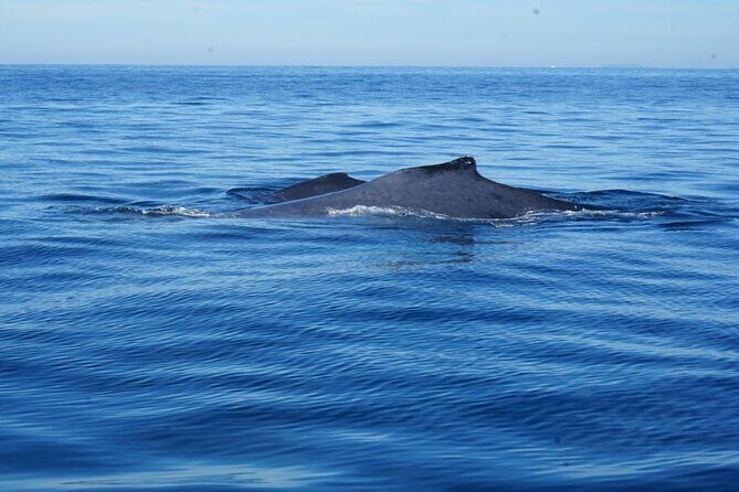 Private 3-hour Whale Watching Activity in Mazatlan - Final Thoughts: Is This Tour Worth It?