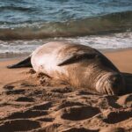 Private 5-hr Off-Road Trip on Oahus Wildlife-Rich North Shore - Who Should Consider This Tour?