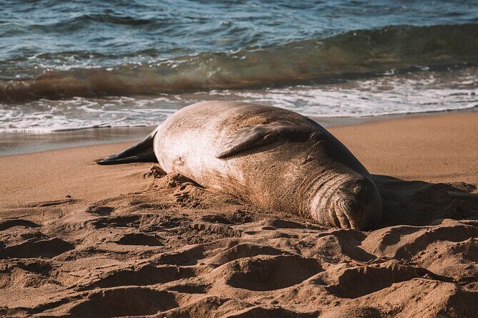 Private 5-hr Off-Road Trip on Oahus Wildlife-Rich North Shore - Who Should Consider This Tour?