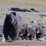 Private Alaska Native Wildlife & Scenic Experience.. - Authenticity, Guides, and Review Highlights