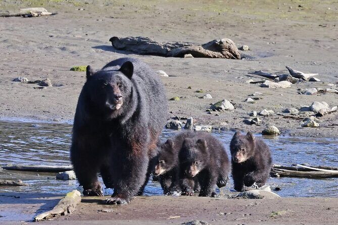 Private Alaska Native Wildlife & Scenic Experience.. - Authenticity, Guides, and Review Highlights