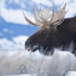 Private All-Day Winter Tour of Grand Teton National Park - Final Thoughts: Who Should Consider This Tour?