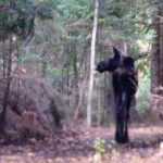 Private All-Inclusive Algonquin Tours (3 Day Guided Camping) - What Makes This Tour Stand Out?