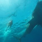 Private and Shared Whale Shark Tour from Tulum - Analyzing the Value