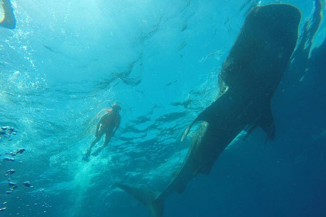 Private and Shared Whale Shark Tour from Tulum - Analyzing the Value