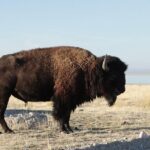 Private Antelope Island State Park Tour - Final Thoughts: Is the Private Antelope Island Tour Worth It?