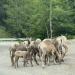 Private Banff Day Tour Lake Minnewanka and Lake Louise and more - Who Should Consider This Tour?