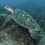 Private Beginner Scuba Diving Experience in Cabo San Lucas - The Value of a Private, Guided Experience