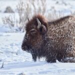 Private, Bespoke Yellowstone Winter Wildlife Photo Safaris - What’s Included and What’s Not