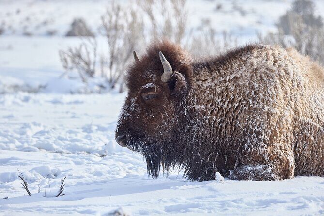 Private, Bespoke Yellowstone Winter Wildlife Photo Safaris - What’s Included and What’s Not