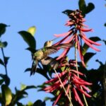 Private Birdwatching Tour in Sian Ka'an Muyil - Why This Tour Appeals