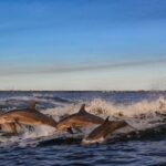 Private Boat Tour Dolphins Sunsets Shell Island and Snorkeling - The Sum Up