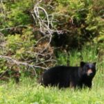 Private Boat Tour of Misty Fjords from Ketchikan - A Closer Look at the Tour Experience