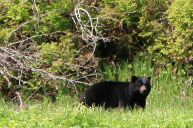 Private Boat Tour of Misty Fjords from Ketchikan - A Closer Look at the Tour Experience