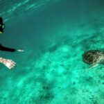 Private Cenote & Snorkeling Tour with Turtles in Akumal - Transportation and Timing
