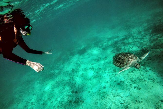Private Cenote & Snorkeling Tour with Turtles in Akumal - Transportation and Timing